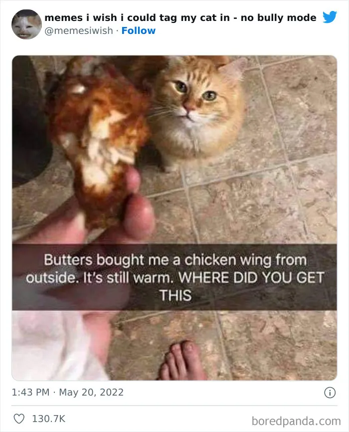 50 Hilarious Posts From The “Memes I Wish I Could Tag My Cat In” Twitter Account (New Pics)