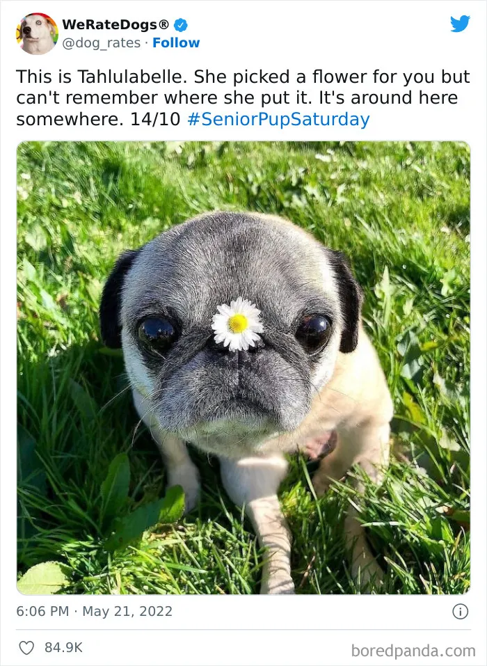 The “WeRateDogs” Twitter Account With 9M Followers Rates People's Dogs, And It's As Hilarious As It Is Wholesome (50 New Pics)