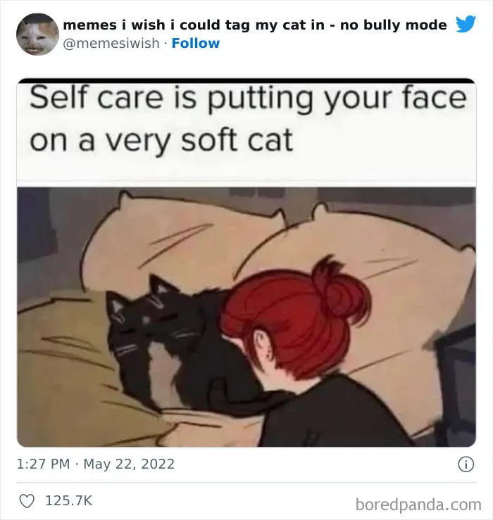50 Hilarious Posts From The “Memes I Wish I Could Tag My Cat In” Twitter Account (New Pics)