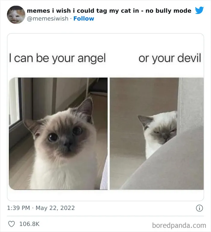 50 Hilarious Posts From The “Memes I Wish I Could Tag My Cat In” Twitter Account (New Pics)