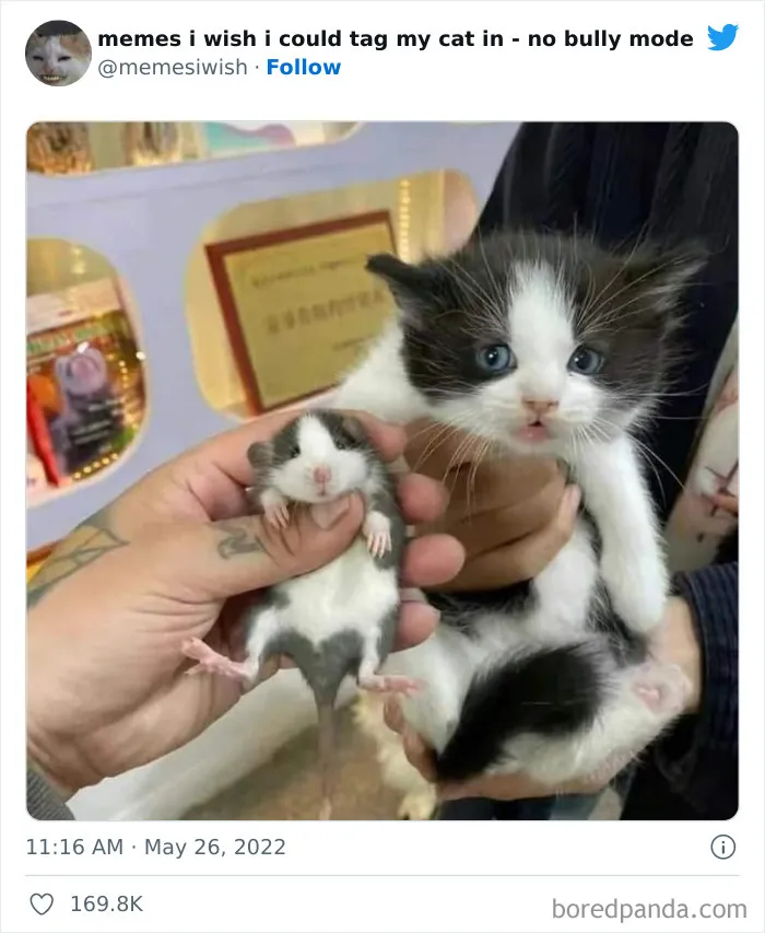 50 Hilarious Posts From The “Memes I Wish I Could Tag My Cat In” Twitter Account (New Pics)