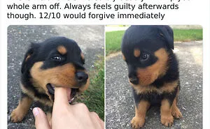 The “WeRateDogs” Twitter Account With 9M Followers Rates People's Dogs, And It's As Hilarious As It Is Wholesome (50 New Pics)