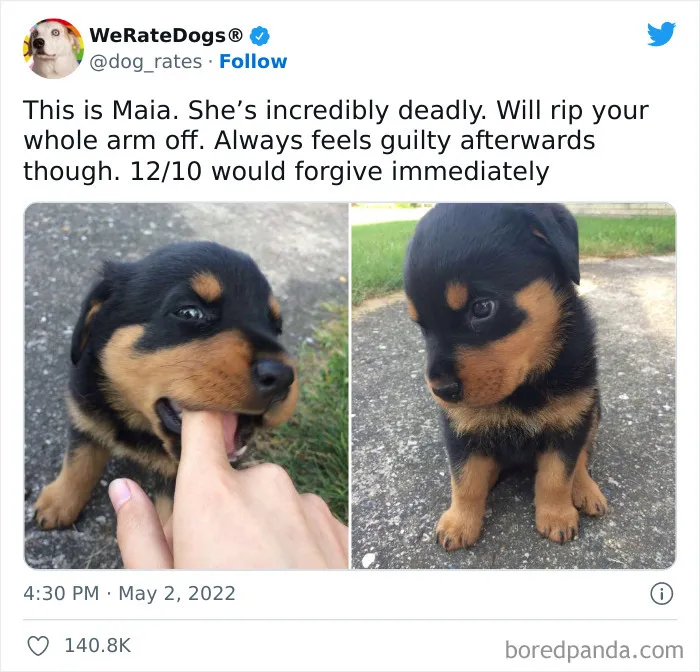 The “WeRateDogs” Twitter Account With 9M Followers Rates People's Dogs, And It's As Hilarious As It Is Wholesome (50 New Pics)