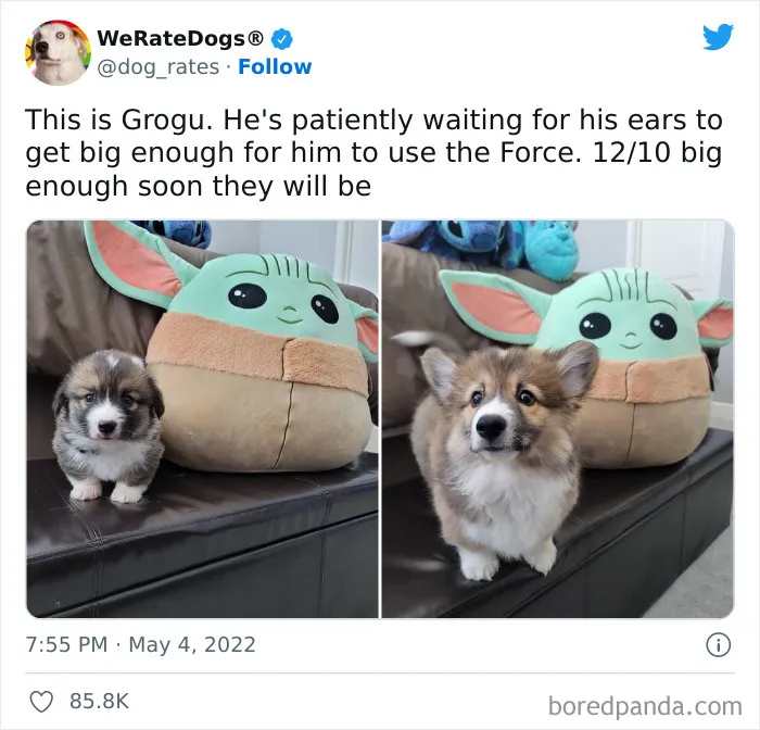The “WeRateDogs” Twitter Account With 9M Followers Rates People's Dogs, And It's As Hilarious As It Is Wholesome (50 New Pics)