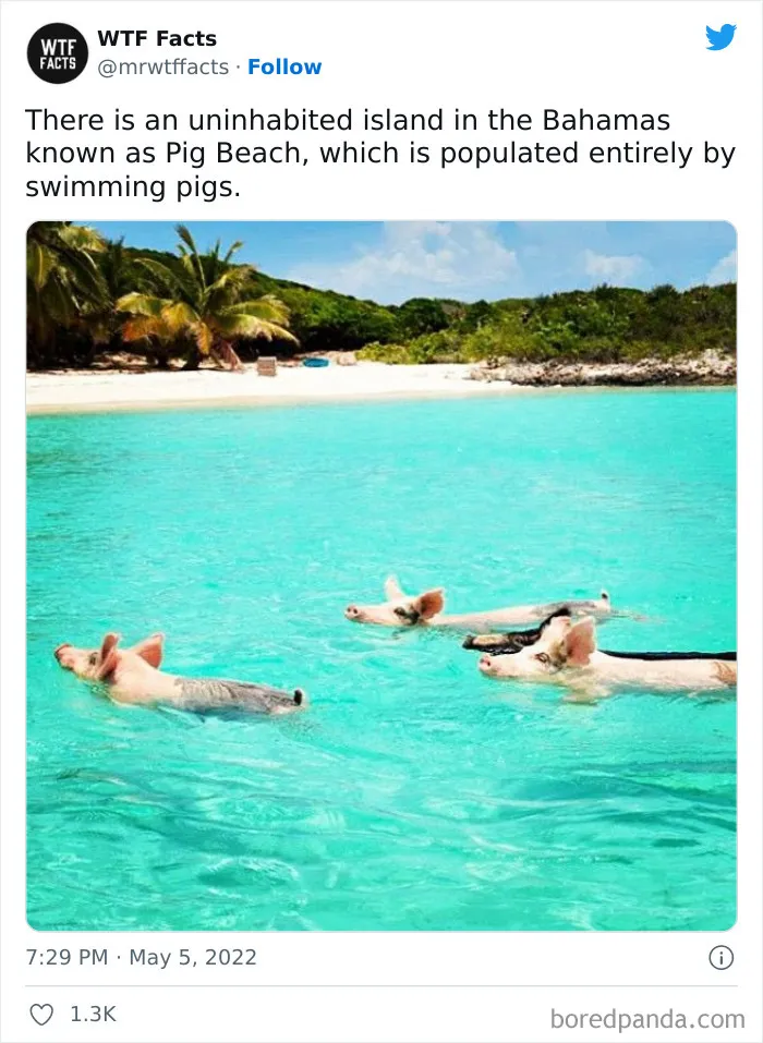 50 Random Facts That Sound Super Weird But Are Totally True, As Shared By This Twitter Account (New Pics)