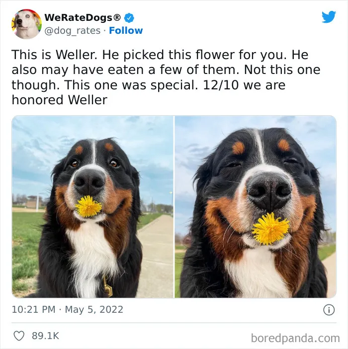 The “WeRateDogs” Twitter Account With 9M Followers Rates People's Dogs, And It's As Hilarious As It Is Wholesome (50 New Pics)