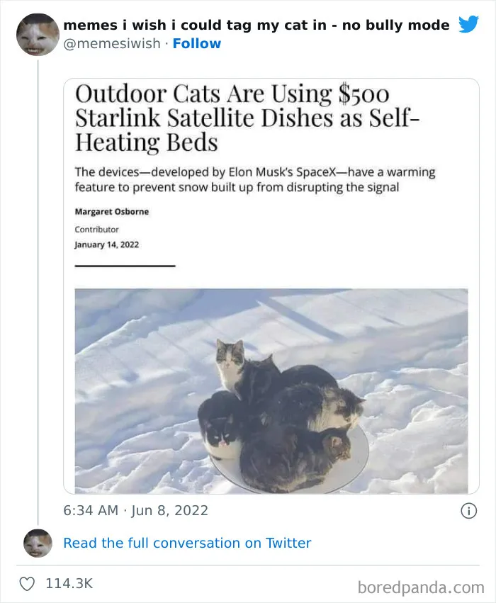 50 Hilarious Posts From The “Memes I Wish I Could Tag My Cat In” Twitter Account (New Pics)