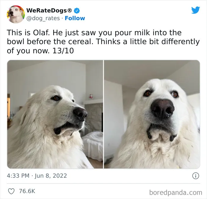 The “WeRateDogs” Twitter Account With 9M Followers Rates People's Dogs, And It's As Hilarious As It Is Wholesome (50 New Pics)