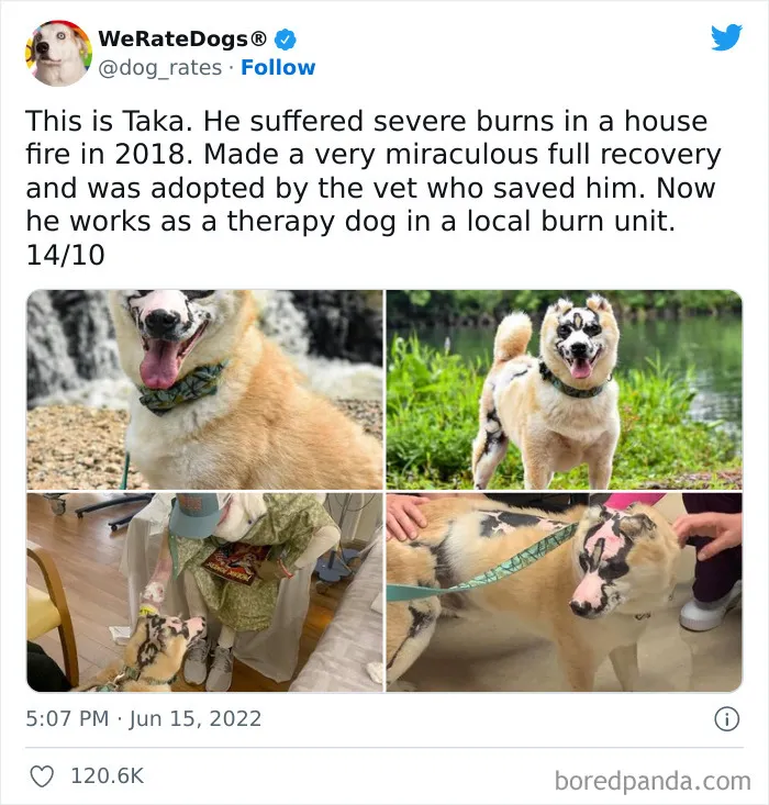 The “WeRateDogs” Twitter Account With 9M Followers Rates People's Dogs, And It's As Hilarious As It Is Wholesome (50 New Pics)