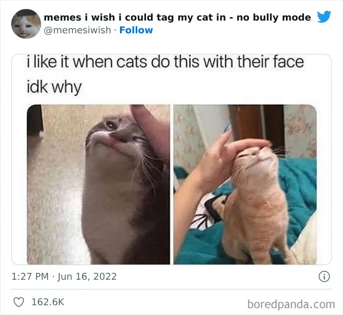 50 Hilarious Posts From The “Memes I Wish I Could Tag My Cat In” Twitter Account (New Pics)