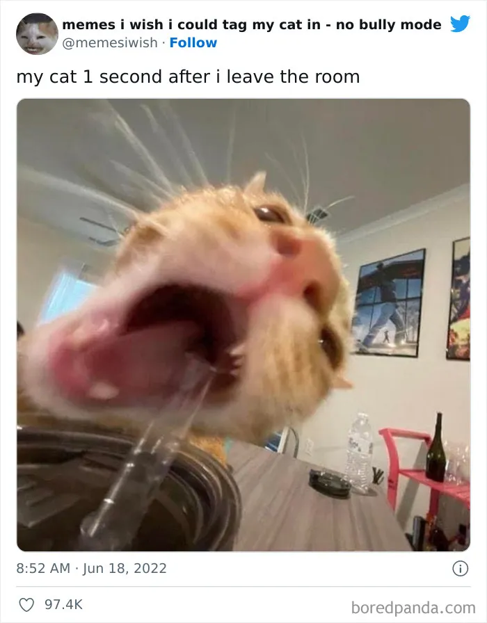 50 Hilarious Posts From The “Memes I Wish I Could Tag My Cat In” Twitter Account (New Pics)