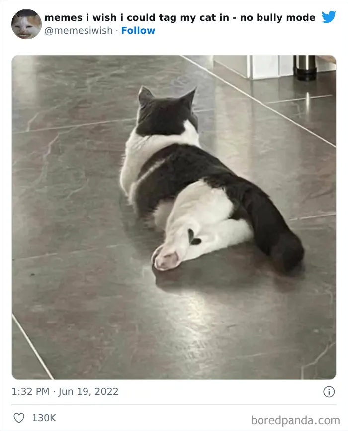 20 “Memes en los que me gustaría poder etiquetar a mi gato” compartidos en esta cuenta de Twitter (imágenes nuevas)