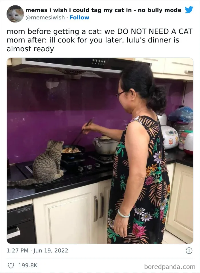 50 Hilarious Posts From The “Memes I Wish I Could Tag My Cat In” Twitter Account (New Pics)