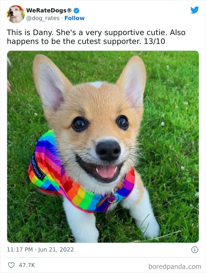The “WeRateDogs” Twitter Account With 9M Followers Rates People's Dogs, And It's As Hilarious As It Is Wholesome (50 New Pics)