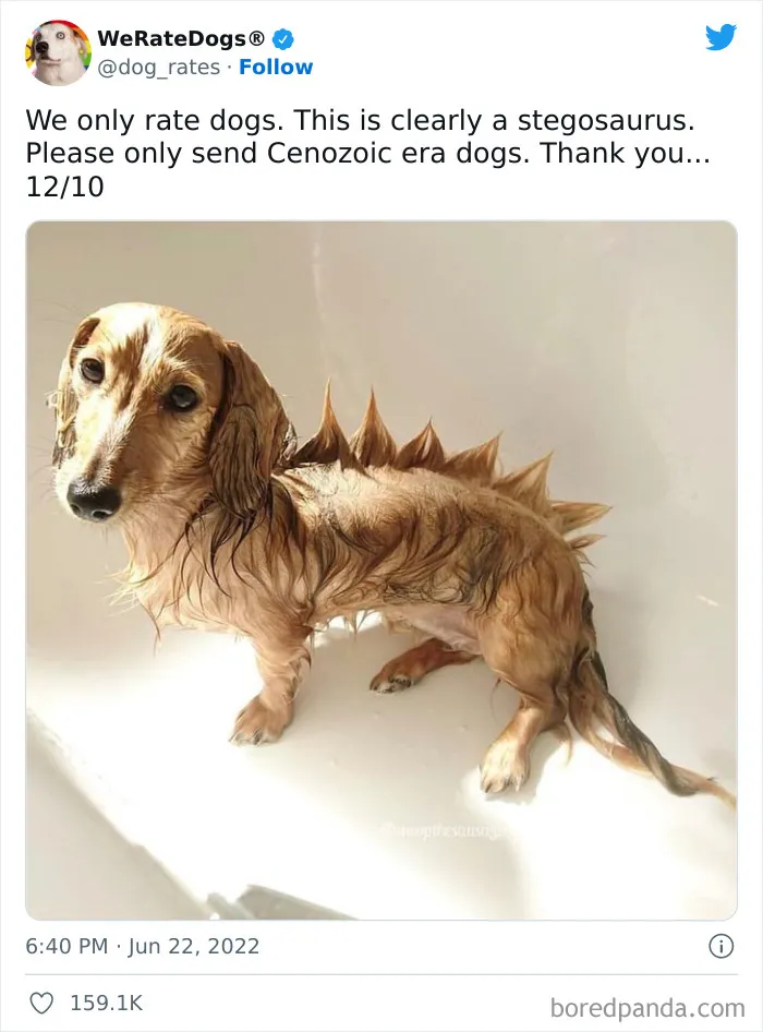 The “WeRateDogs” Twitter Account With 9M Followers Rates People's Dogs, And It's As Hilarious As It Is Wholesome (50 New Pics)