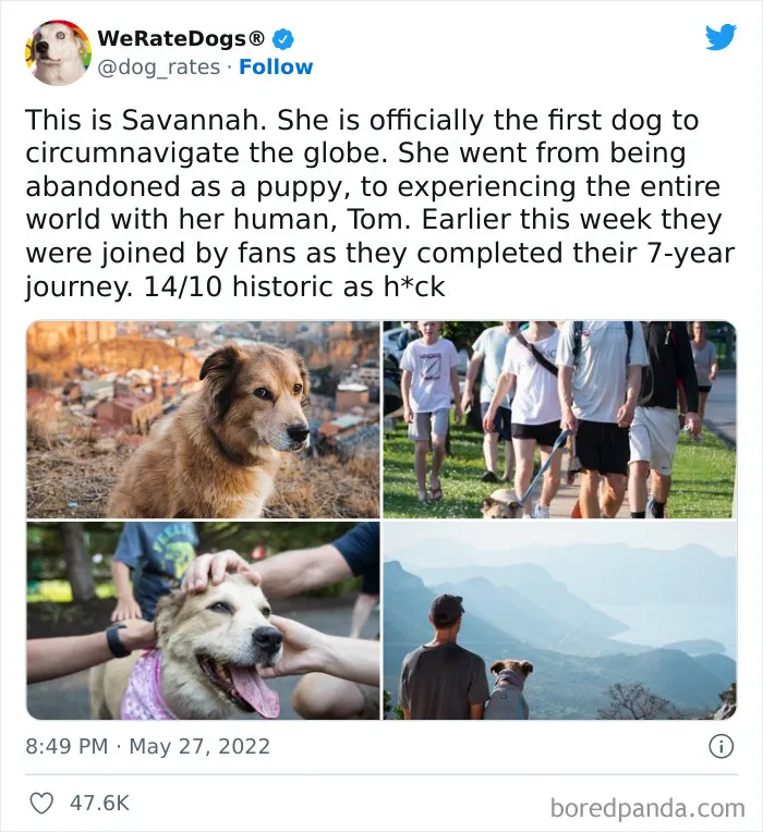 The “WeRateDogs” Twitter Account With 9M Followers Rates People's Dogs, And It's As Hilarious As It Is Wholesome (50 New Pics)