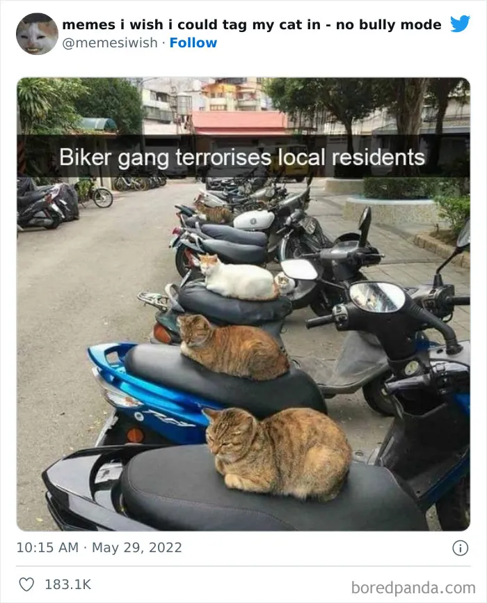 50 Hilarious Posts From The “Memes I Wish I Could Tag My Cat In” Twitter Account (New Pics)