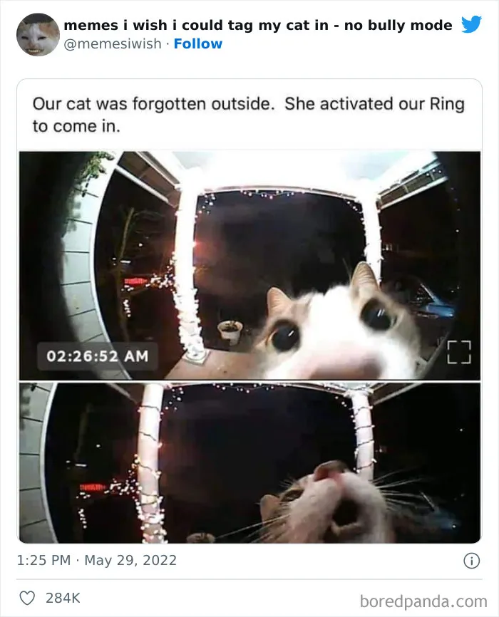 50 Hilarious Posts From The “Memes I Wish I Could Tag My Cat In” Twitter Account (New Pics)