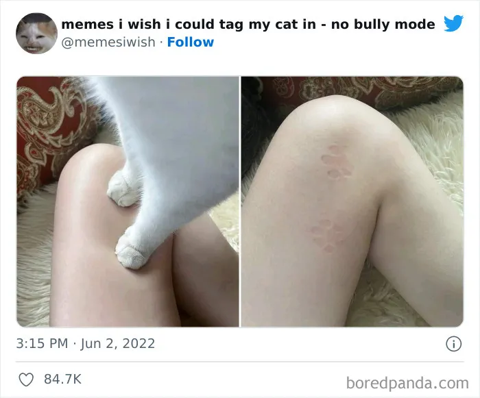 50 Hilarious Posts From The “Memes I Wish I Could Tag My Cat In” Twitter Account (New Pics)