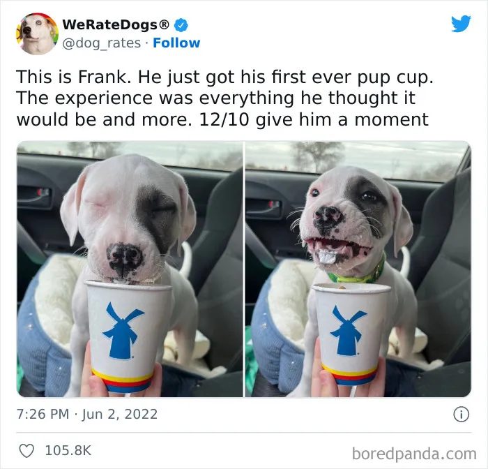 The “WeRateDogs” Twitter Account With 9M Followers Rates People's Dogs, And It's As Hilarious As It Is Wholesome (50 New Pics)