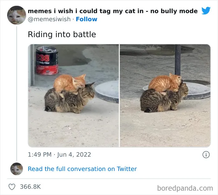 50 Hilarious Posts From The “Memes I Wish I Could Tag My Cat In” Twitter Account (New Pics)