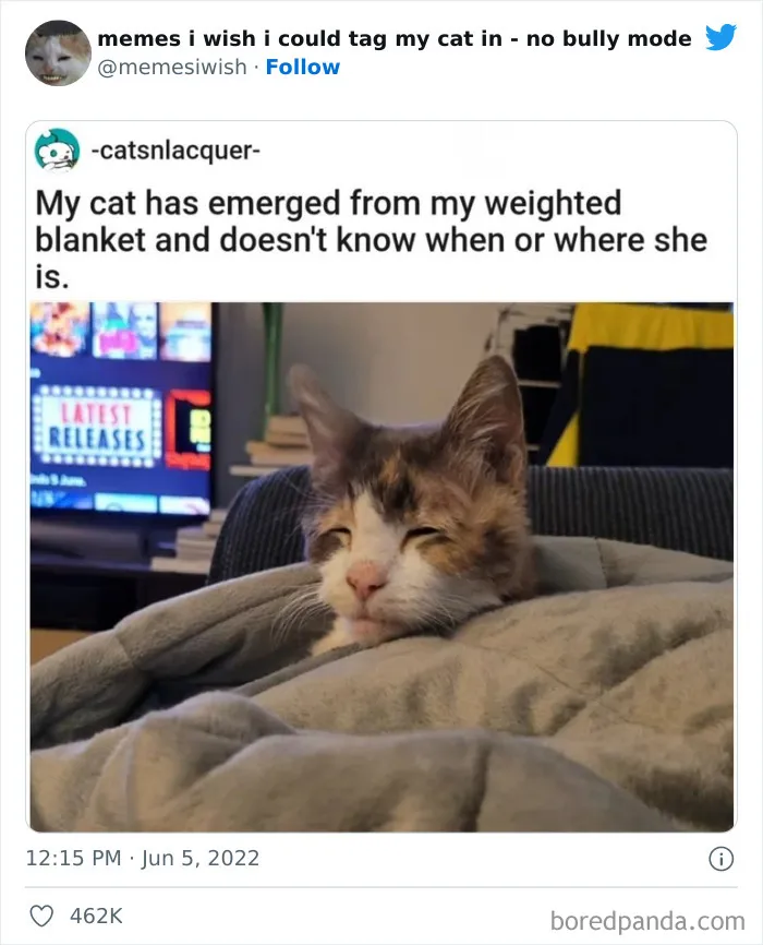 50 Hilarious Posts From The “Memes I Wish I Could Tag My Cat In” Twitter Account (New Pics)
