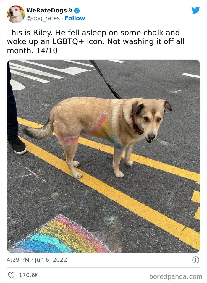 The “WeRateDogs” Twitter Account With 9M Followers Rates People's Dogs, And It's As Hilarious As It Is Wholesome (50 New Pics)