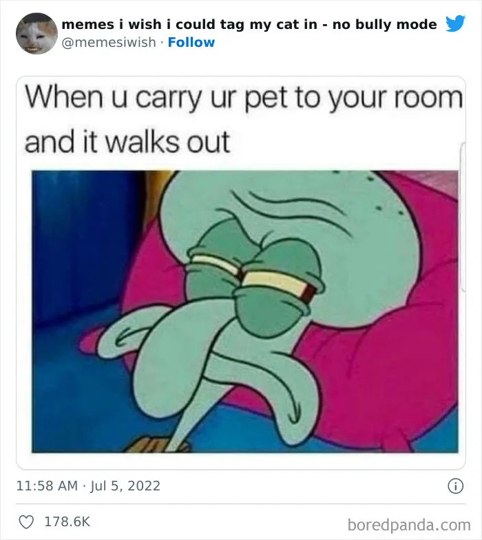 50 Hilarious Posts From The “Memes I Wish I Could Tag My Cat In” Twitter Account (New Pics)