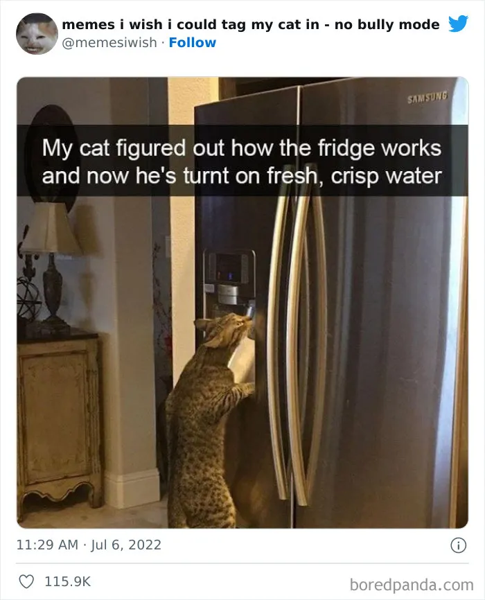 50 Hilarious Posts From The “Memes I Wish I Could Tag My Cat In” Twitter Account (New Pics)