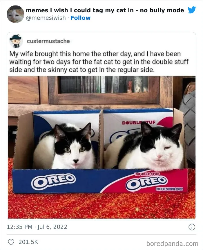 50 Hilarious Posts From The “Memes I Wish I Could Tag My Cat In” Twitter Account (New Pics)