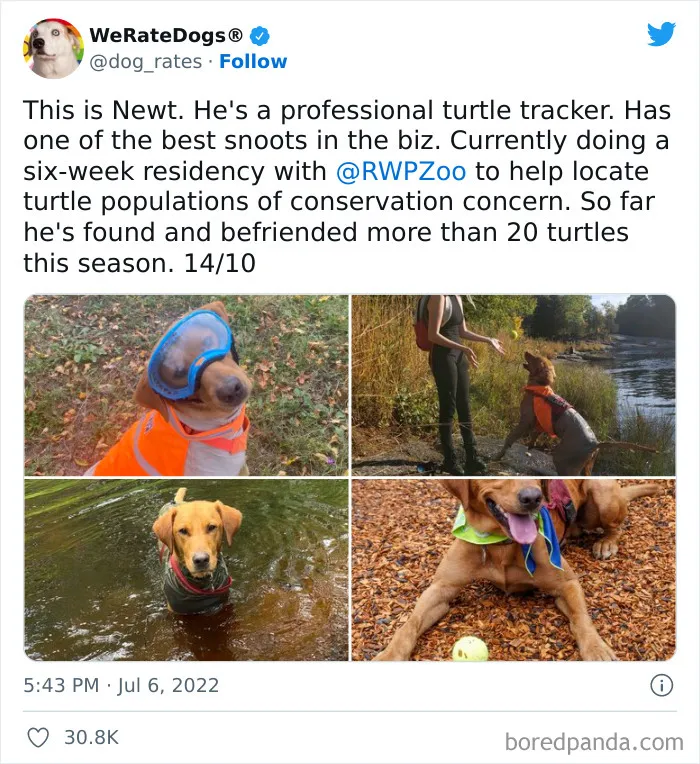 The “WeRateDogs” Twitter Account With 9M Followers Rates People's Dogs, And It's As Hilarious As It Is Wholesome (50 New Pics)