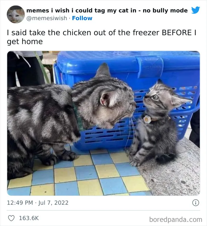 50 Hilarious Posts From The “Memes I Wish I Could Tag My Cat In” Twitter Account (New Pics)