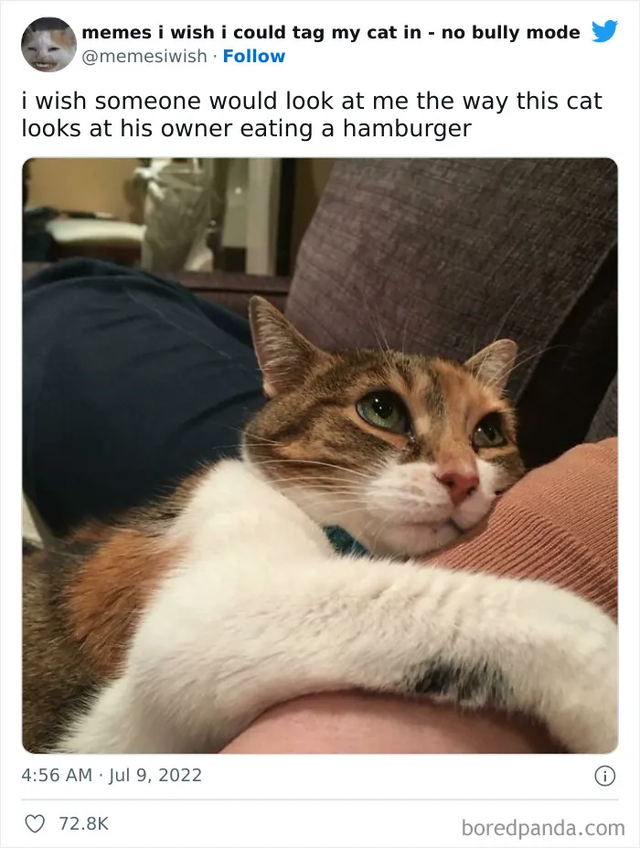 50 Hilarious Posts From The “Memes I Wish I Could Tag My Cat In” Twitter Account (New Pics)