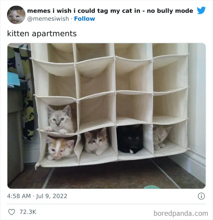 50 Hilarious Posts From The “Memes I Wish I Could Tag My Cat In” Twitter Account (New Pics)