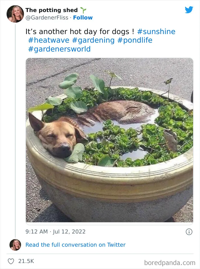 Brits Are Sharing How They Are Dealing With This Record-Breaking Heatwave (40 Posts)