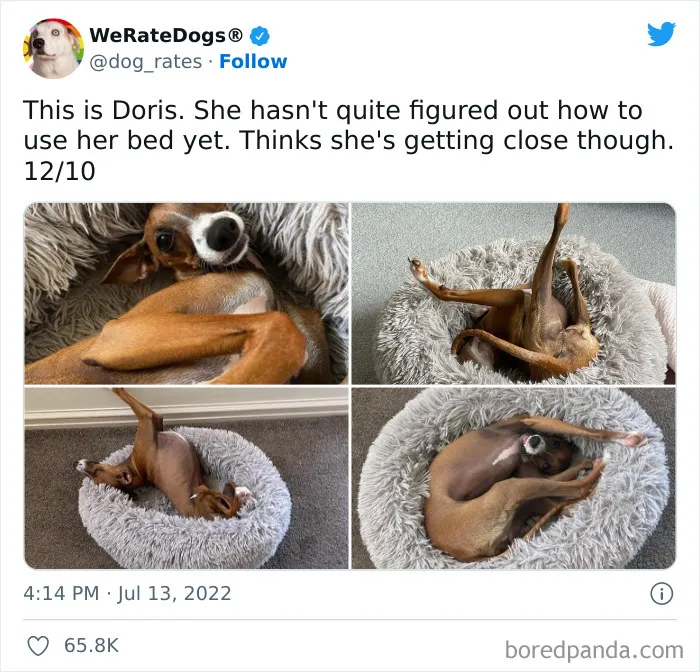 The “WeRateDogs” Twitter Account With 9M Followers Rates People's Dogs, And It's As Hilarious As It Is Wholesome (50 New Pics)