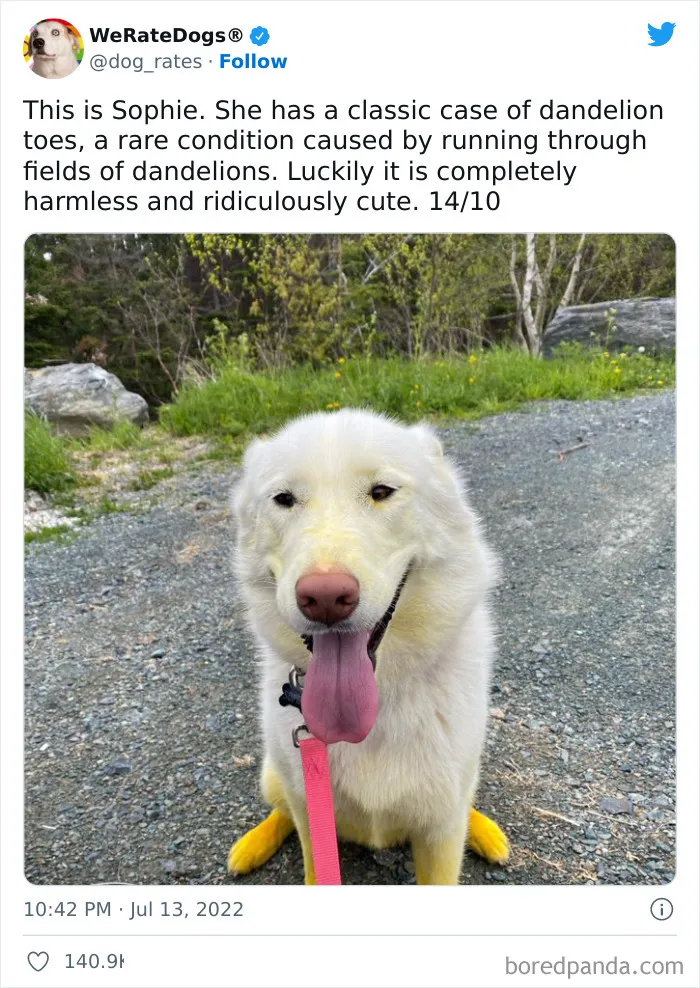 The “WeRateDogs” Twitter Account With 9M Followers Rates People's Dogs, And It's As Hilarious As It Is Wholesome (50 New Pics)