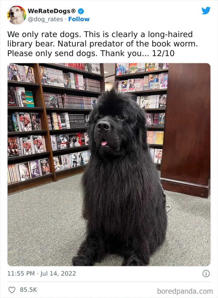 The “WeRateDogs” Twitter Account With 9M Followers Rates People's Dogs, And It's As Hilarious As It Is Wholesome (50 New Pics)
