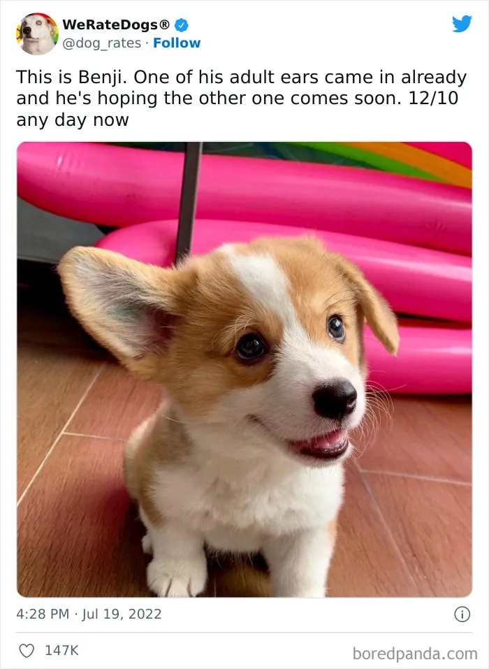The “WeRateDogs” Twitter Account With 9M Followers Rates People's Dogs, And It's As Hilarious As It Is Wholesome (50 New Pics)