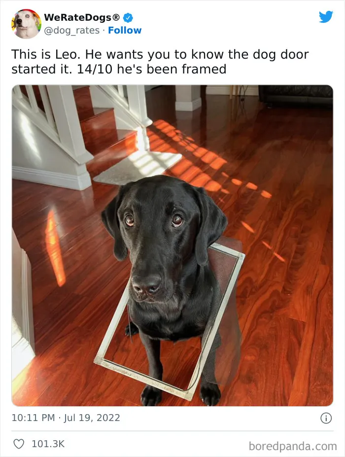 The “WeRateDogs” Twitter Account With 9M Followers Rates People's Dogs, And It's As Hilarious As It Is Wholesome (50 New Pics)