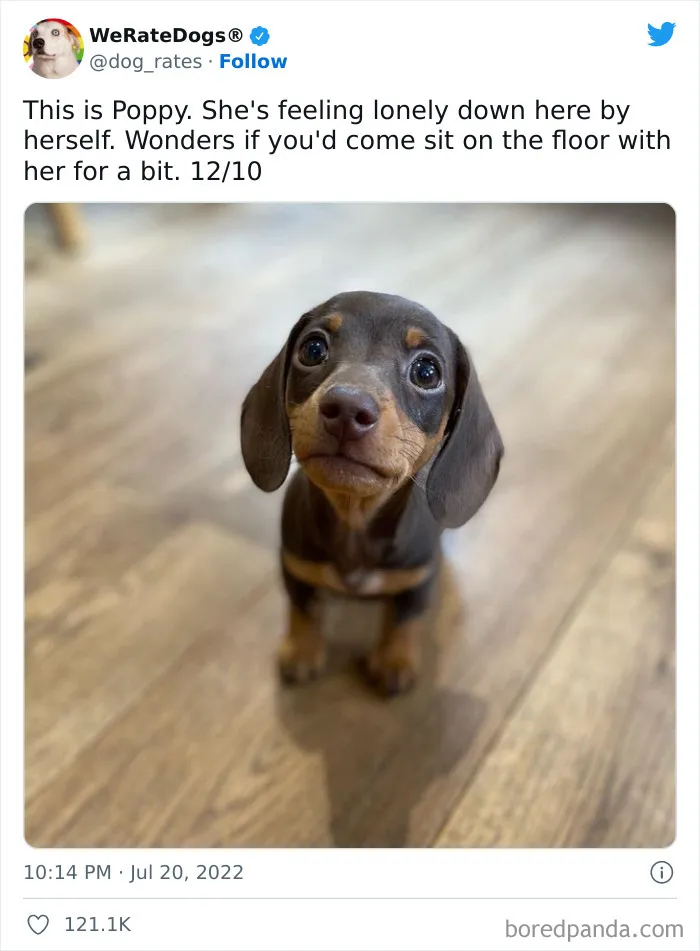 The “WeRateDogs” Twitter Account With 9M Followers Rates People's Dogs, And It's As Hilarious As It Is Wholesome (50 New Pics)
