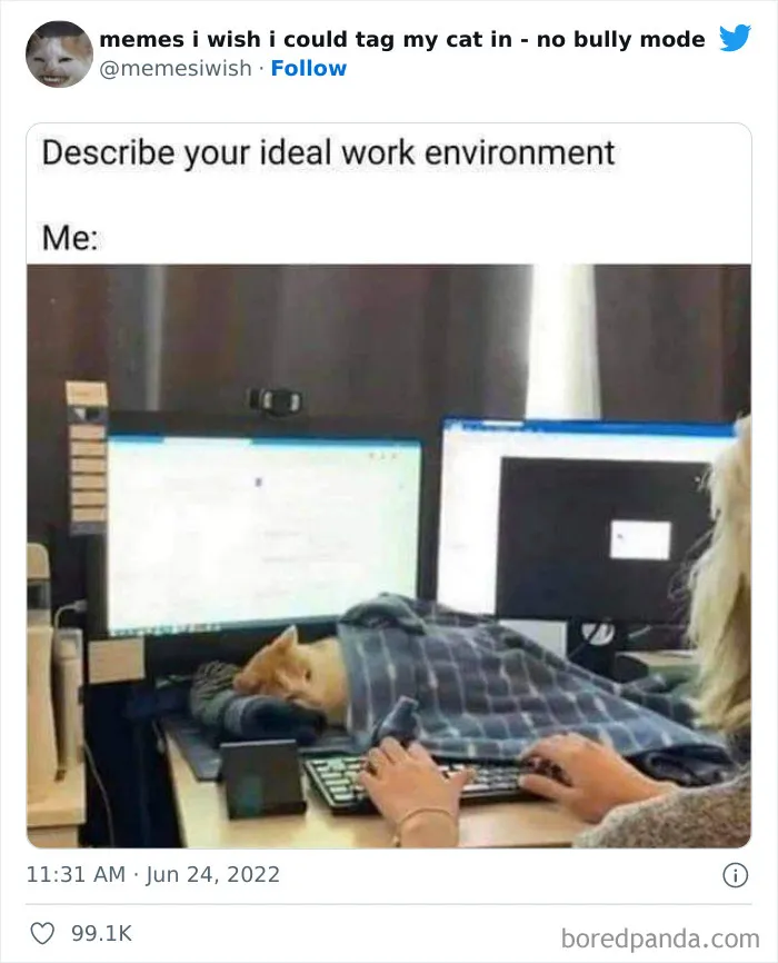50 Hilarious Posts From The “Memes I Wish I Could Tag My Cat In” Twitter Account (New Pics)
