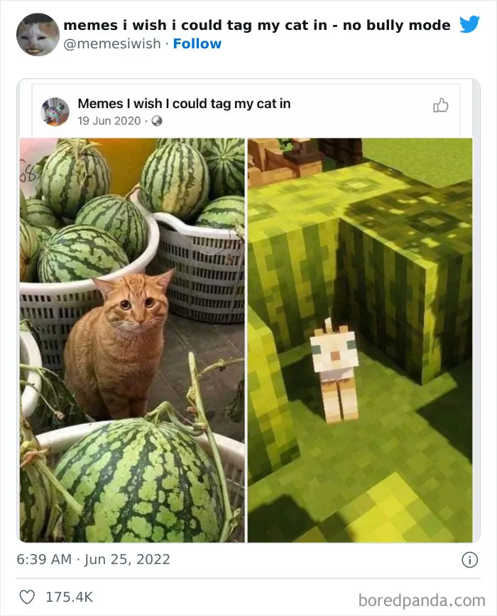 50 Hilarious Posts From The “Memes I Wish I Could Tag My Cat In” Twitter Account (New Pics)