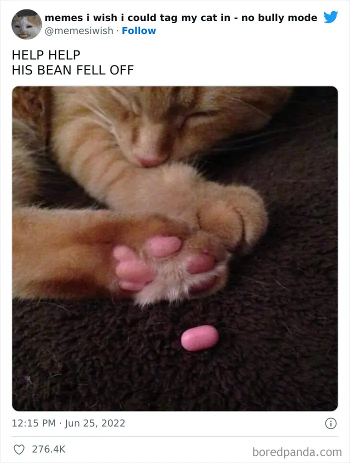 50 Hilarious Posts From The “Memes I Wish I Could Tag My Cat In” Twitter Account (New Pics)