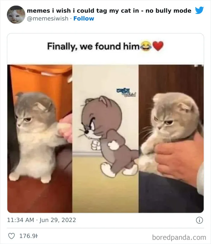 50 Hilarious Posts From The “Memes I Wish I Could Tag My Cat In” Twitter Account (New Pics)