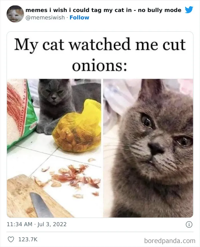 50 Hilarious Posts From The “Memes I Wish I Could Tag My Cat In” Twitter Account (New Pics)