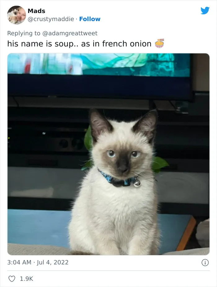 40 Of The Most Bonkers Pet Names, As Shared By Their Owners In This Now-Viral Twitter Thread
