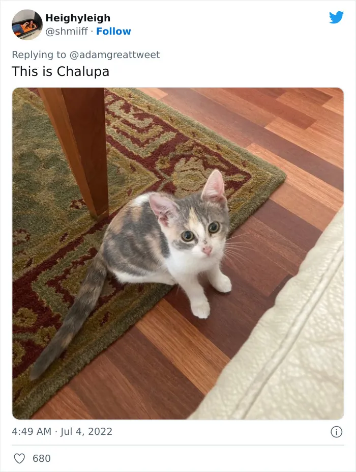 40 Of The Most Bonkers Pet Names, As Shared By Their Owners In This Now-Viral Twitter Thread