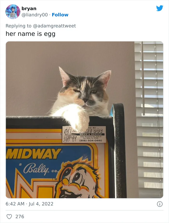 40 Of The Most Bonkers Pet Names, As Shared By Their Owners In This Now-Viral Twitter Thread