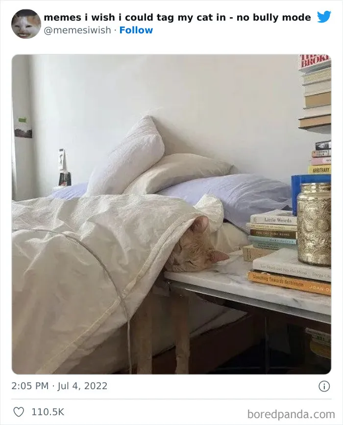 20 “Memes en los que me gustaría poder etiquetar a mi gato” compartidos en esta cuenta de Twitter (imágenes nuevas)